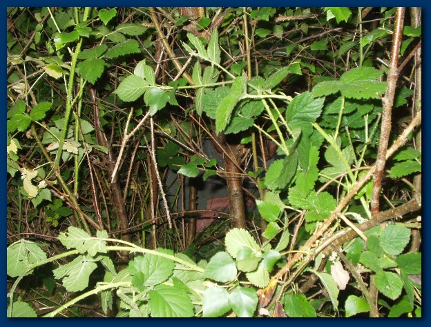 600x449 pixels (202K)